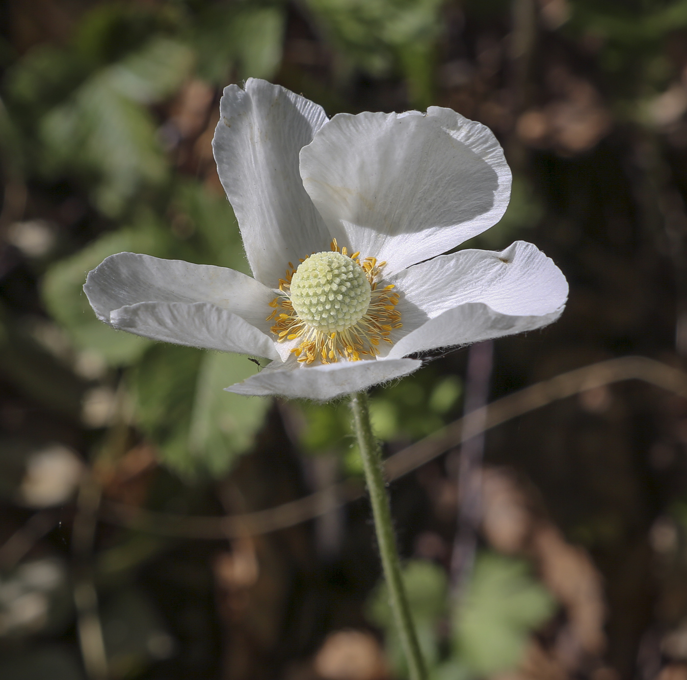 Image of Anemone sylvestris specimen.