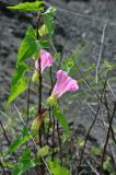 Calystegia inflata