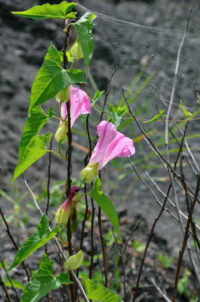 Image of Calystegia inflata specimen.