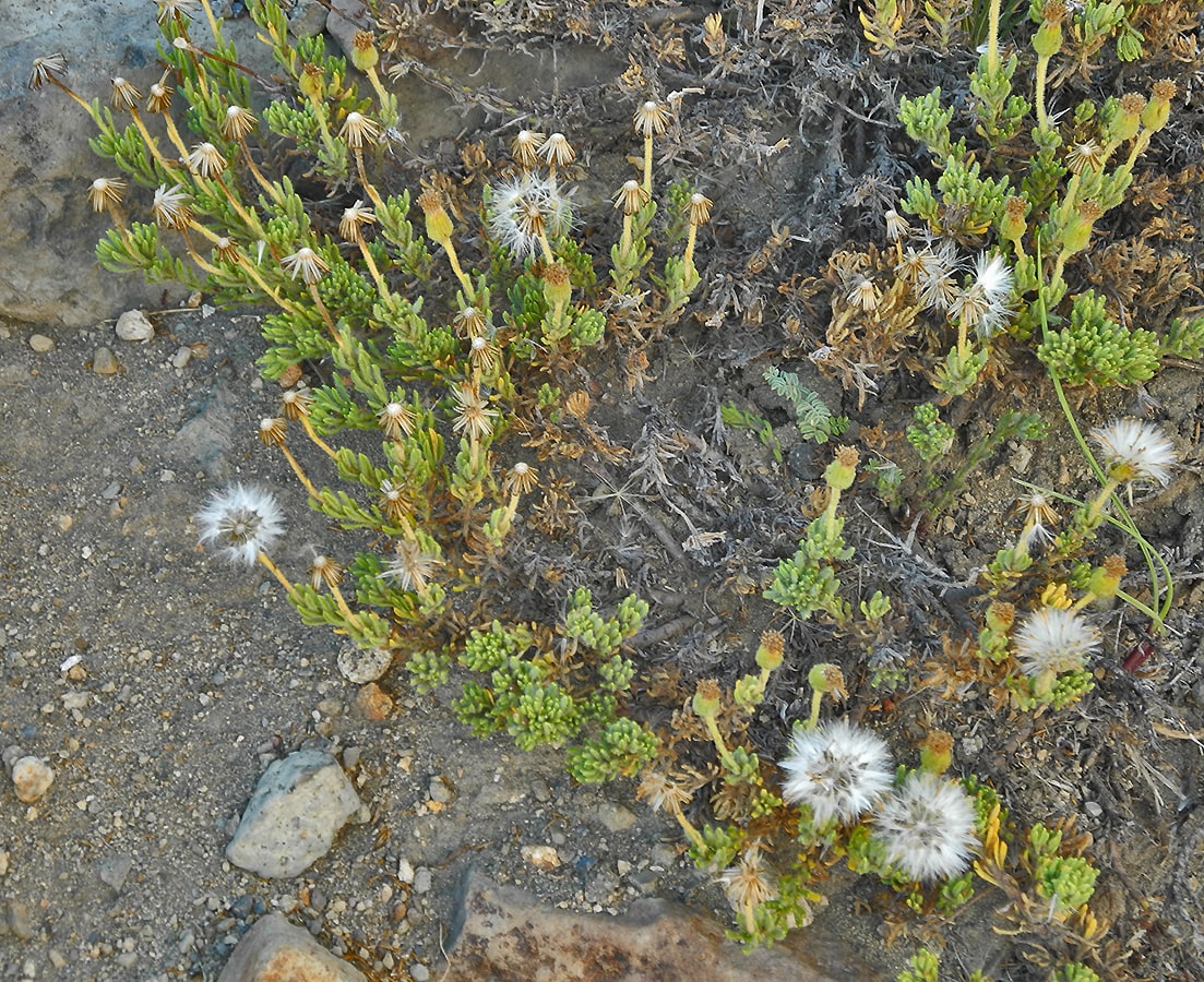 Image of Senecio poeppigii specimen.