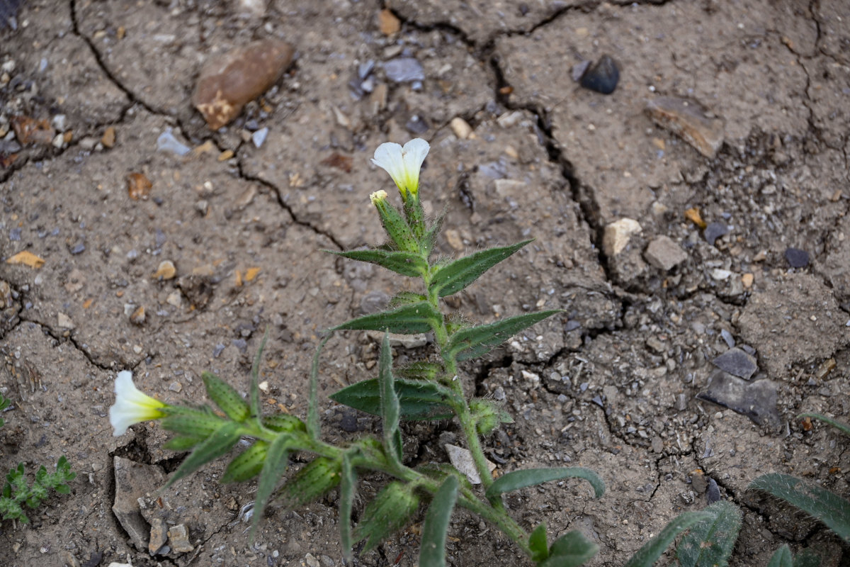 Изображение особи Nonea lutea.