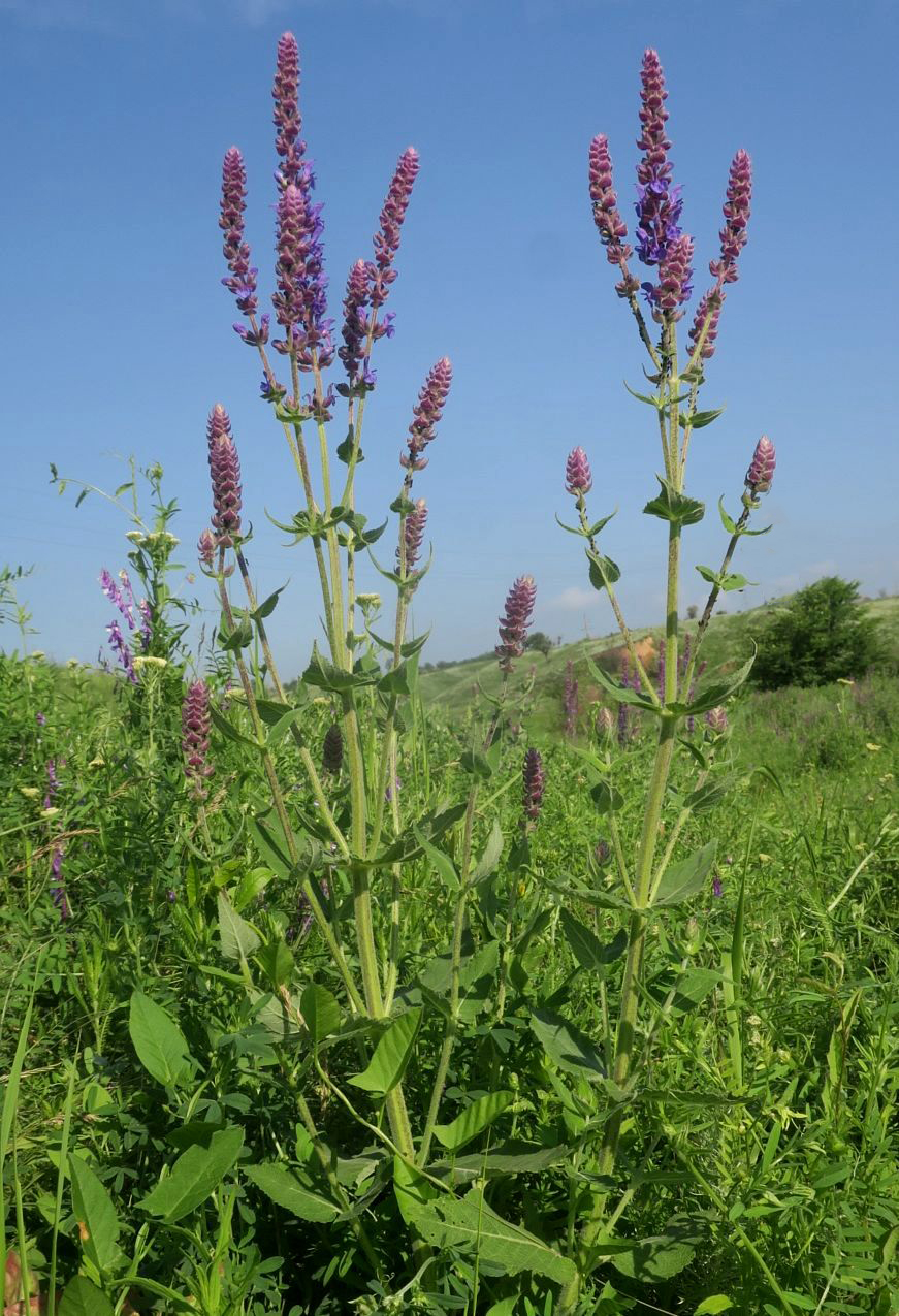 Image of Salvia tesquicola specimen.