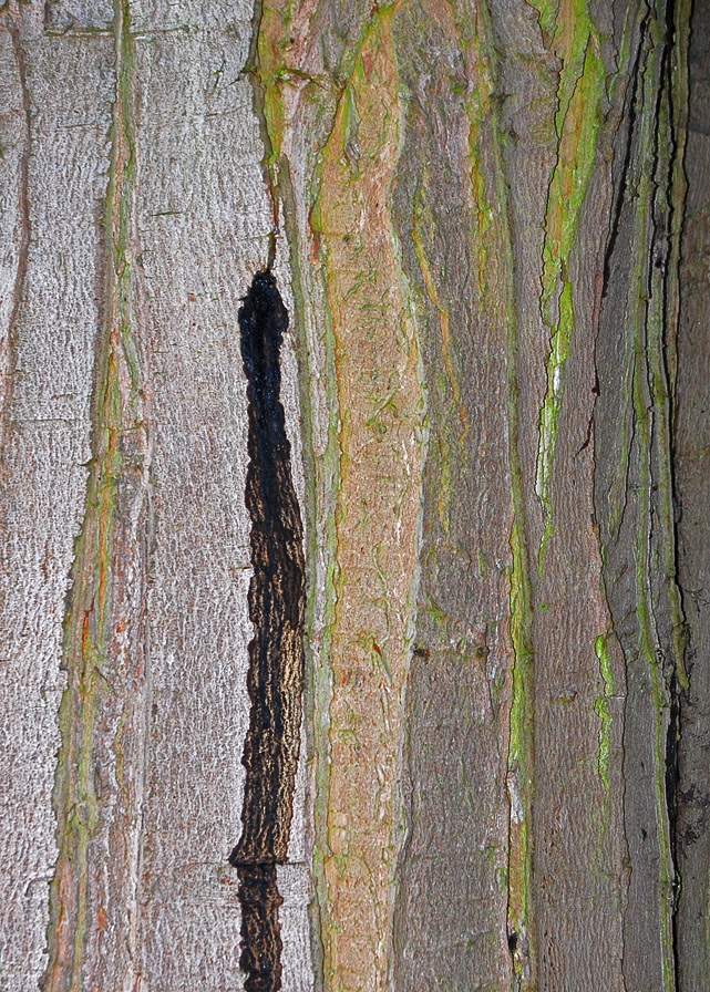 Image of Acer saccharinum specimen.