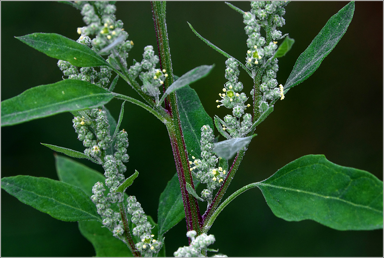 Image of genus Chenopodium specimen.