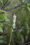 Goodyera repens