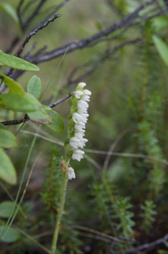 Image of Goodyera repens specimen.