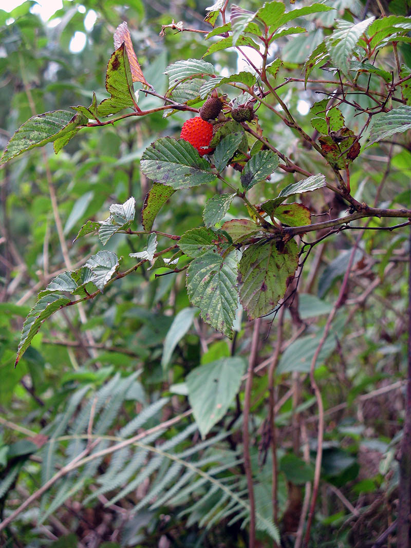 Image of Rubus fraxinifolius specimen.