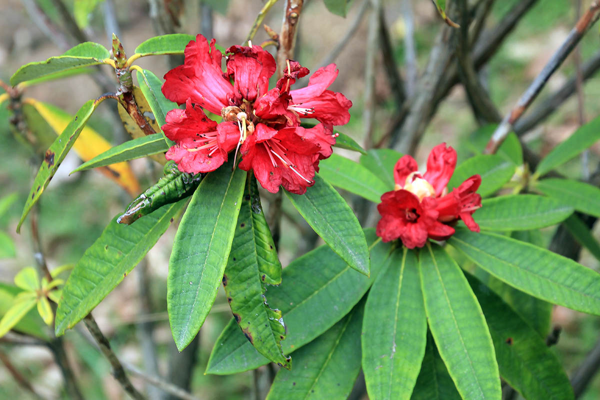 Изображение особи род Rhododendron.