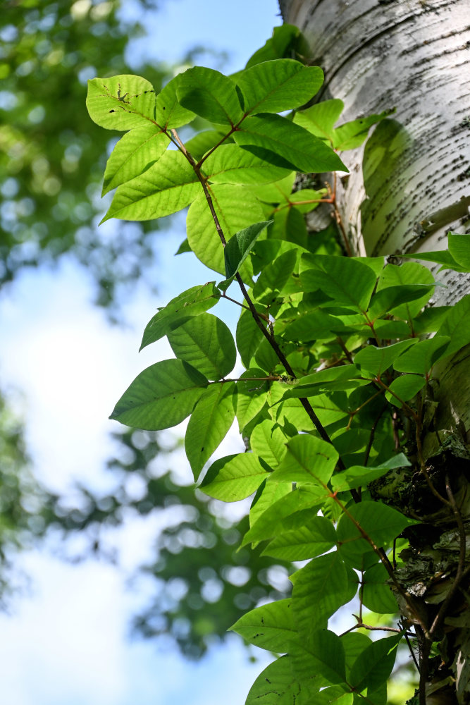 Изображение особи Toxicodendron orientale.