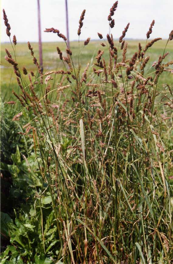 Image of Dactylis glomerata specimen.