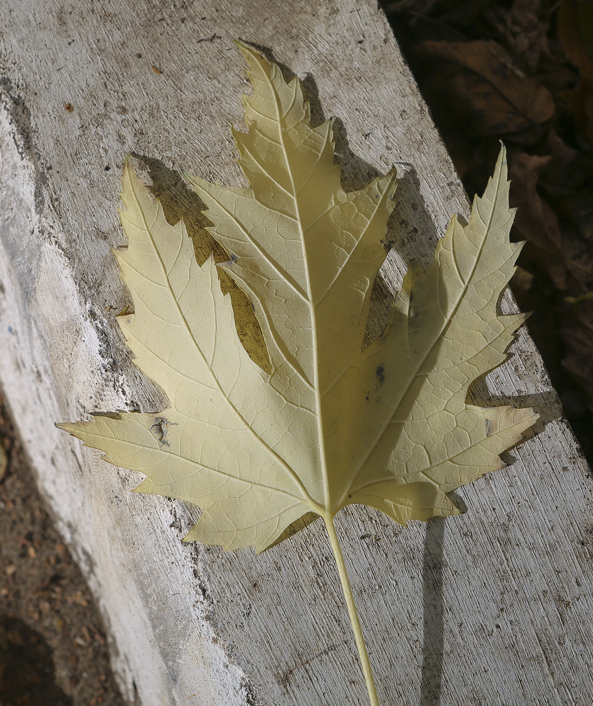 Image of Acer saccharinum specimen.