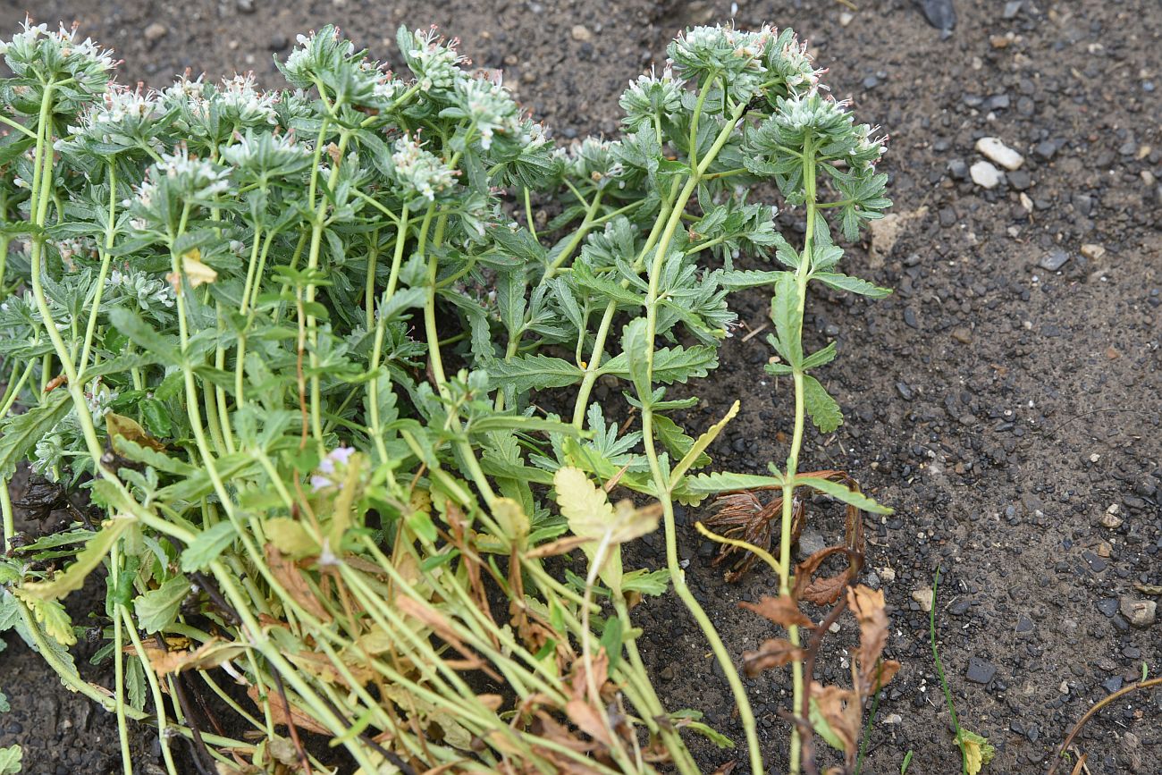 Изображение особи Teucrium capitatum.