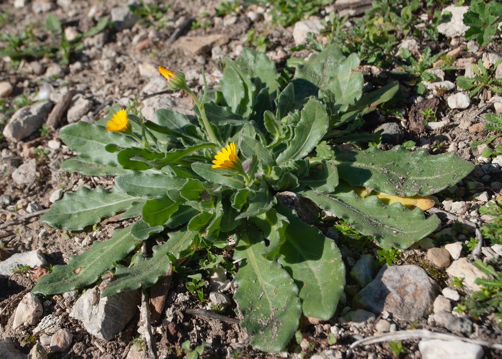 Image of Calendula arvensis specimen.