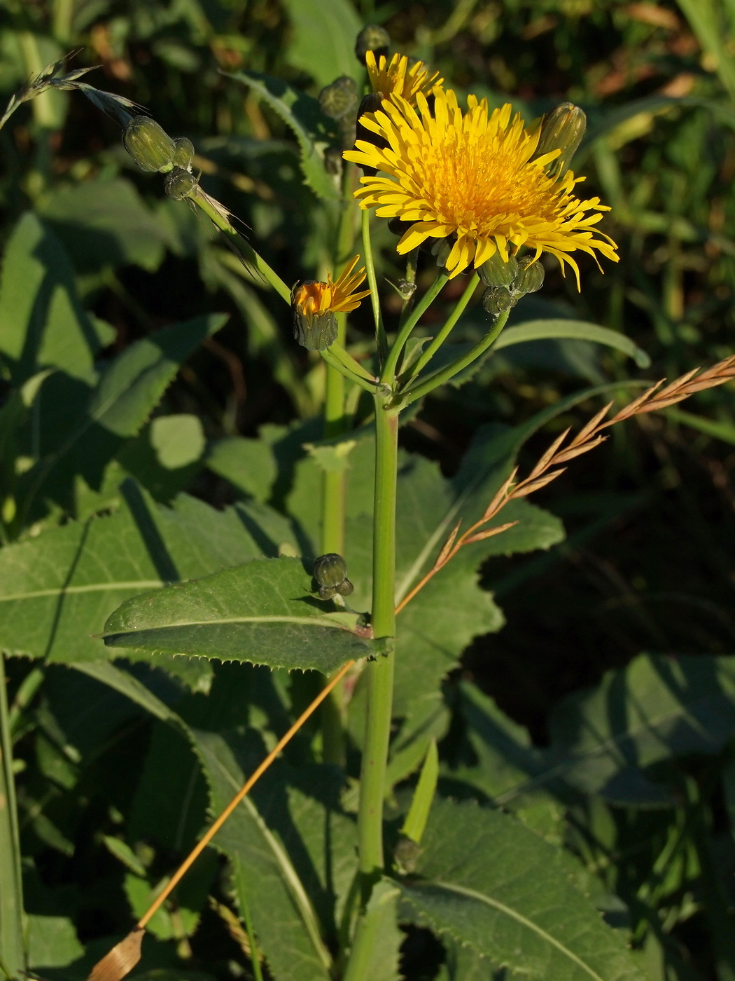 Изображение особи Sonchus arvensis.