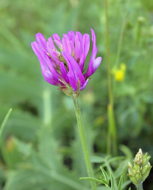 Image of Astragalus onobrychis specimen.