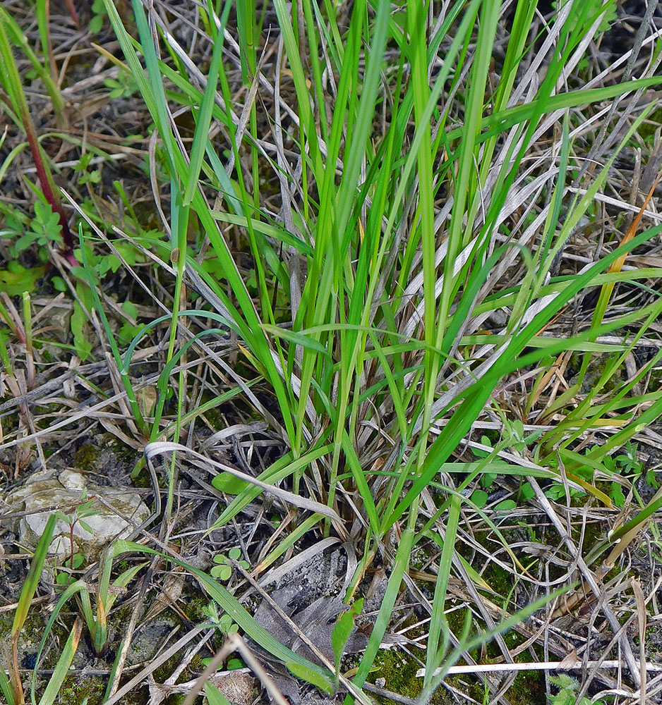 Изображение особи Carex tomentosa.