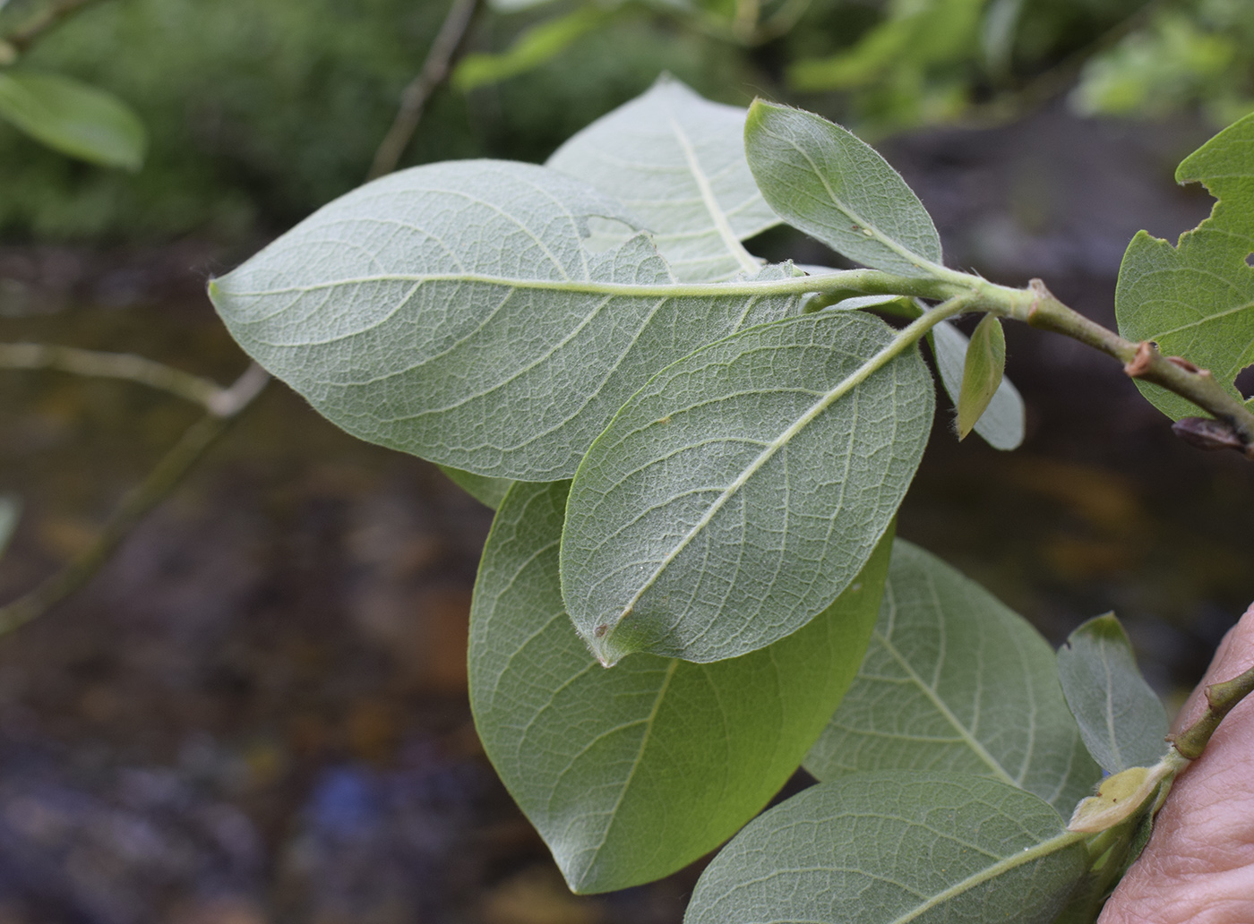 Изображение особи Salix caprea.