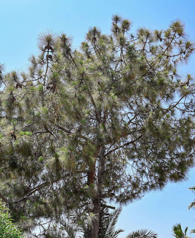 Изображение особи Pinus canariensis.