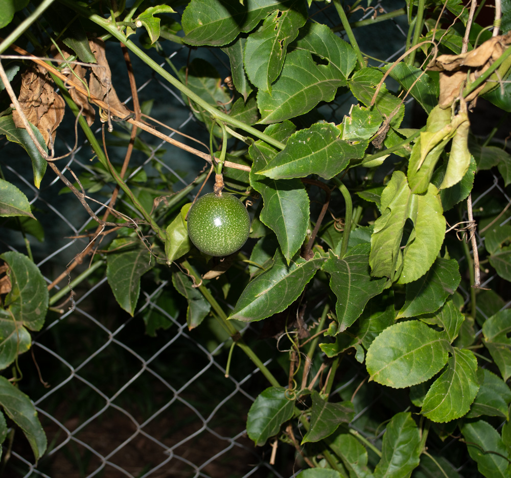 Image of Passiflora edulis specimen.