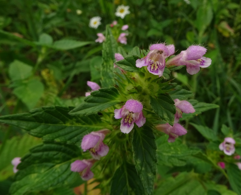 Изображение особи Galeopsis tetrahit.