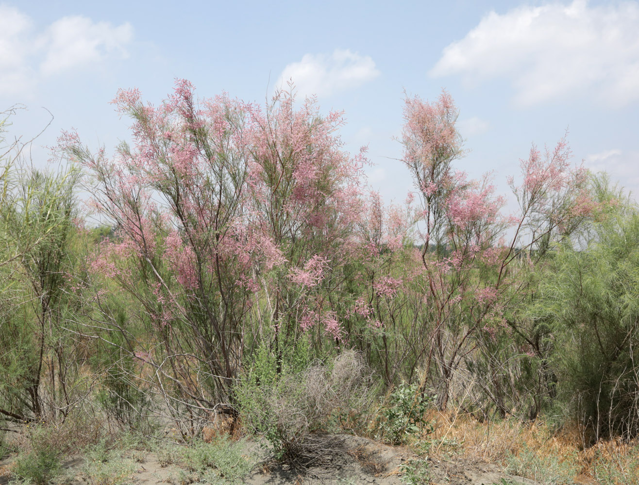 Image of Tamarix ramosissima specimen.