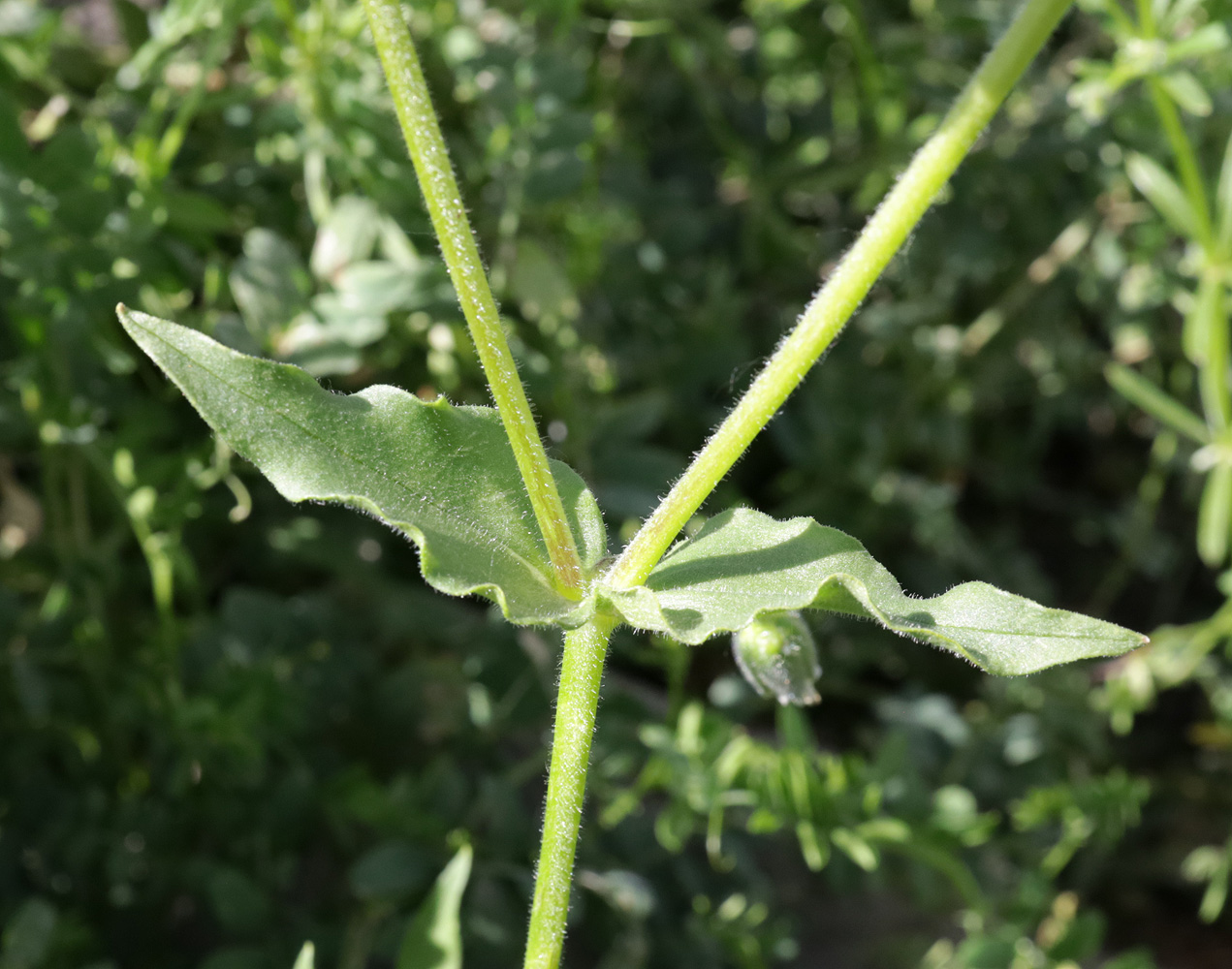 Image of Cerastium nemorale specimen.