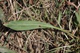 Taraxacum bessarabicum. Лист с повреждением. Крым, Красноперекопский р-н, окр. с. Богачёвка, побережье оз. Айгульское, солонцеватая степь. 17 сентября 2023 г.