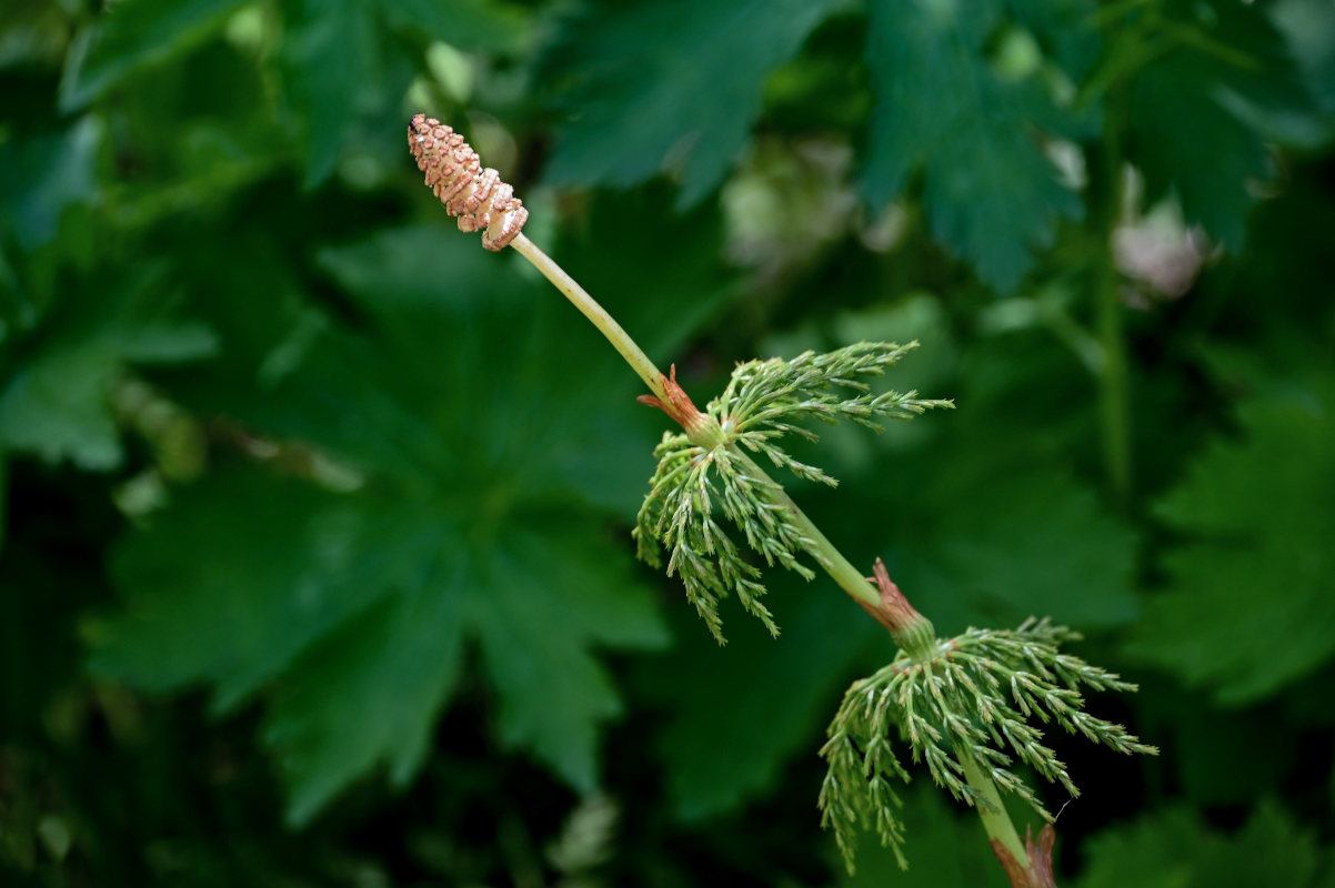 Image of Equisetum sylvaticum specimen.