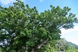 Quercus crispula. Часть кроны вегетирующего дерева. Курильские о-ва, о-в Итуруп, долина р. Сторожевая, опушка смешанного леса. 20.08.2023.