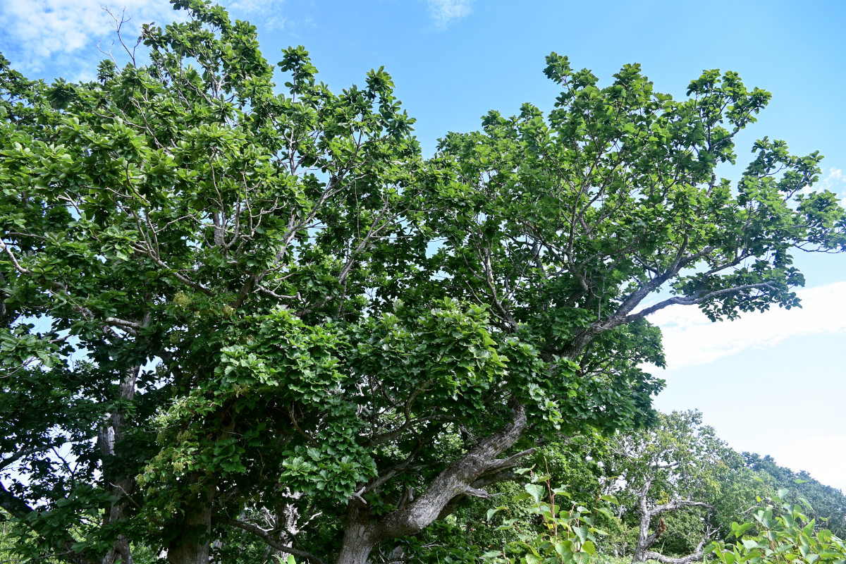 Image of Quercus crispula specimen.