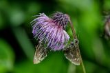 Cirsium weyrichii. Соцветие с кормящимися бабочками. Курильские о-ва, о-в Кунашир, кальдера вулкана Головнина, берег оз. Горячее, опушка березняка. 20.08.2022.