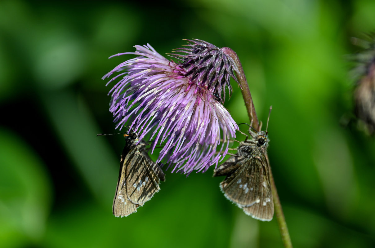 Изображение особи Cirsium weyrichii.