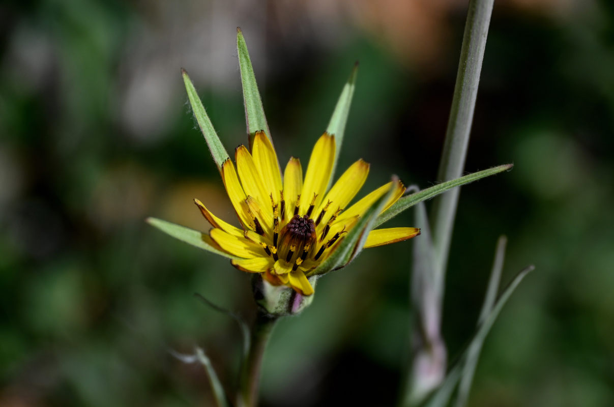 Изображение особи род Tragopogon.