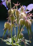 Geranium pratense подвид sergievskajae