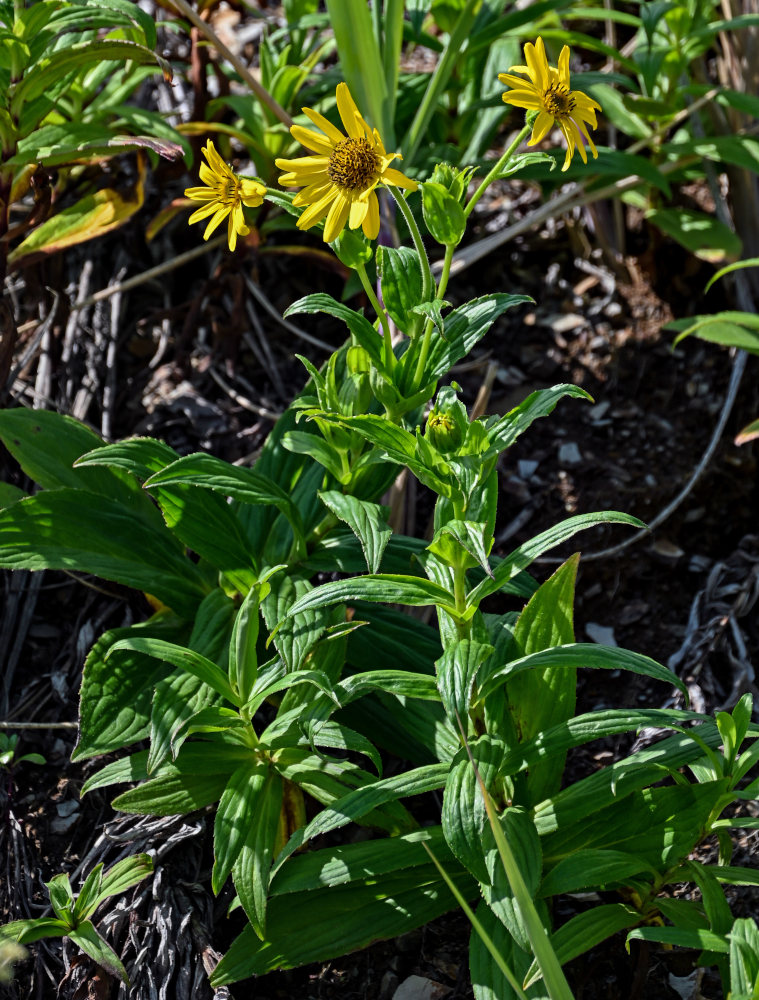 Image of Arnica sachalinensis specimen.