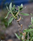 род Salix. Верхушка ветви с соплодиями. Красноярский край, Таймырский Долгано-Ненецкий р-н, плато Путорана, долина р. Кутарамакан, каменистый пляж. 25.07.2023.