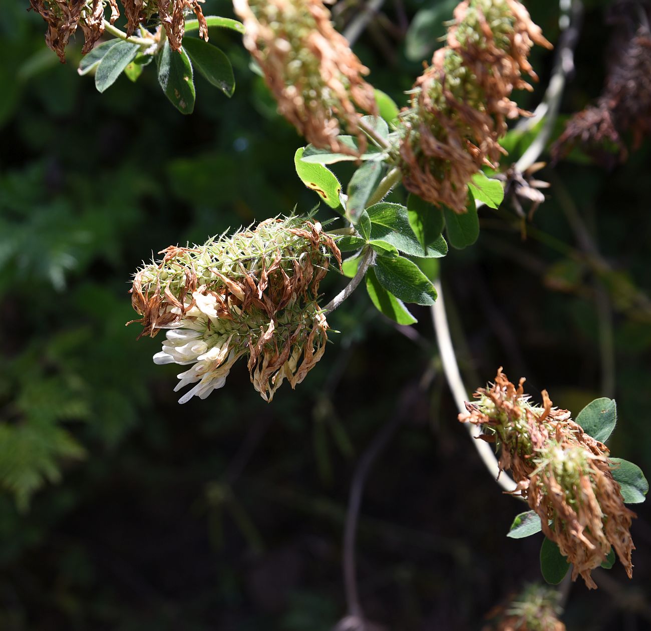 Изображение особи Trifolium canescens.