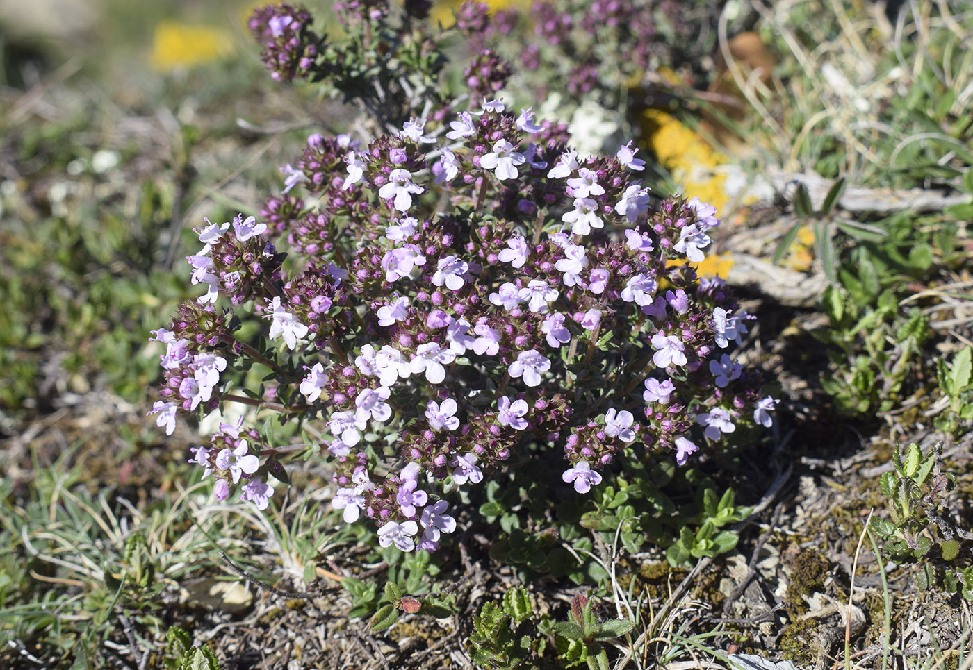 Изображение особи Thymus vulgaris.