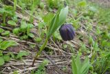 Fritillaria latifolia