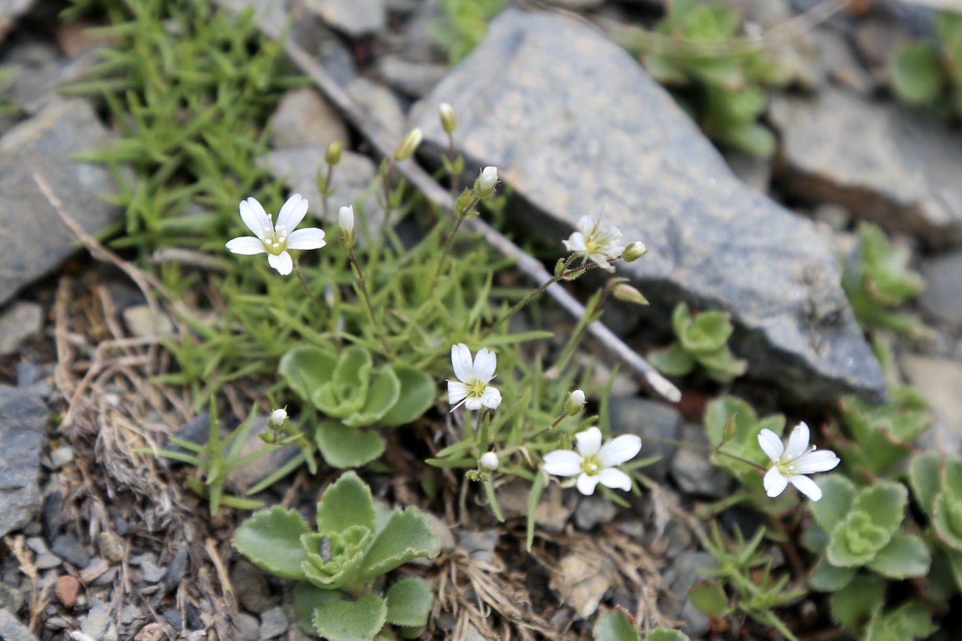 Image of Minuartia biebersteinii specimen.