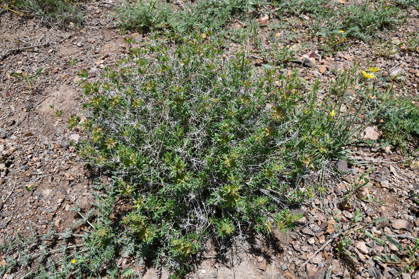 Изображение особи Lagochilus diacanthophyllus.