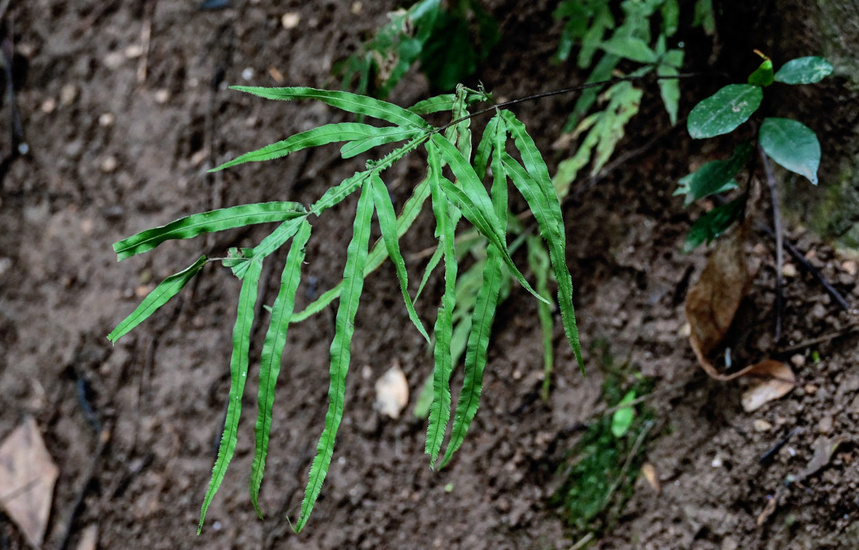 Image of Pteris multifida specimen.