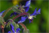 Borago officinalis. Цветок. Московская обл., Раменский р-н, окр. дер. Хрипань, садовый участок. 28.07.2024.