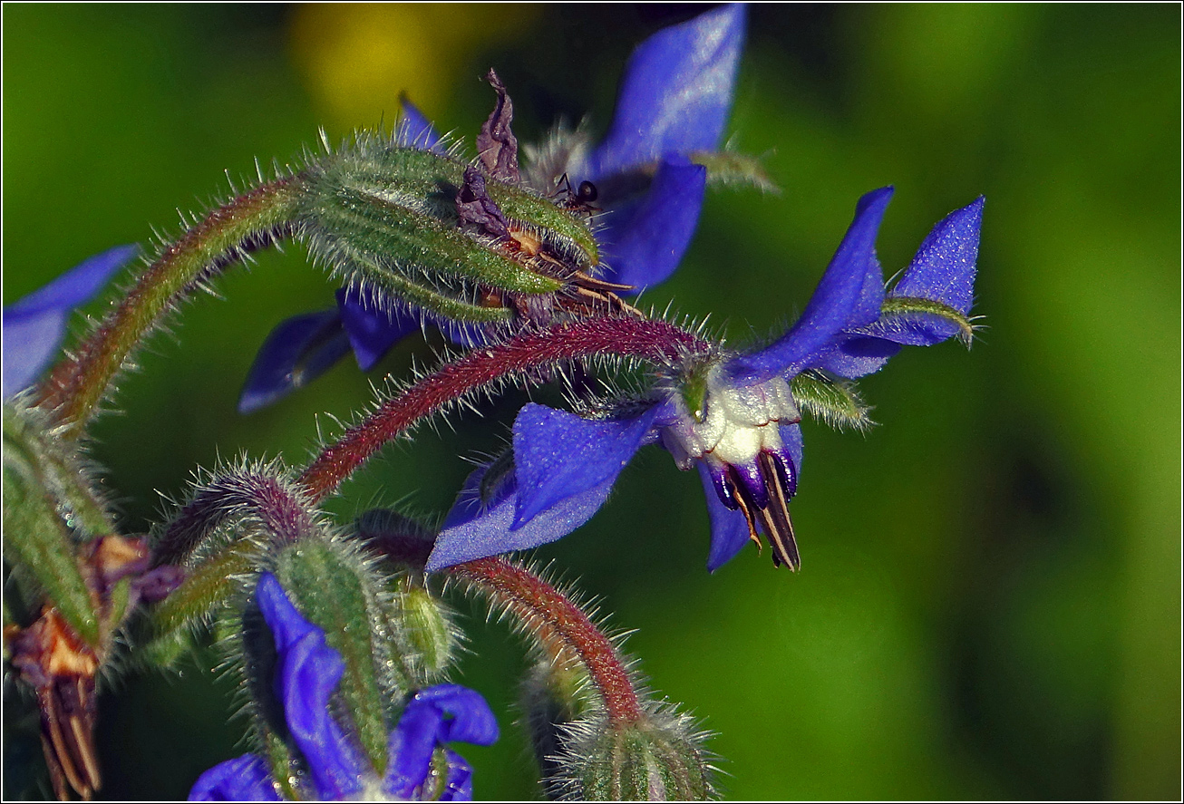 Изображение особи Borago officinalis.