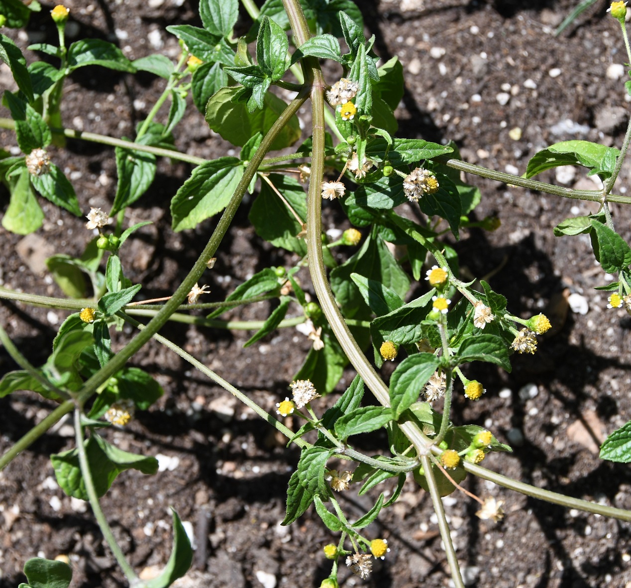 Image of Galinsoga parviflora specimen.