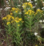 Hypericum perforatum. Цветущие растения в сообществе с Achillea nobilis. Краснодарский край, м/о Анапа, окр. станицы Благовещенская, высокий берег Бугазского лимана между Бугазской косой и косой Голенькой. 09.06.2021.