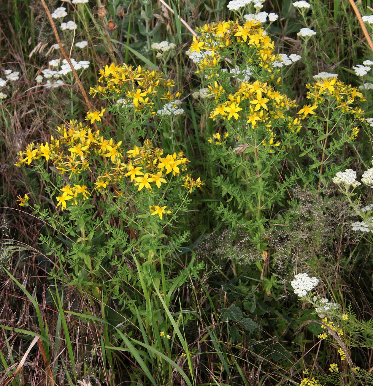 Изображение особи Hypericum perforatum.