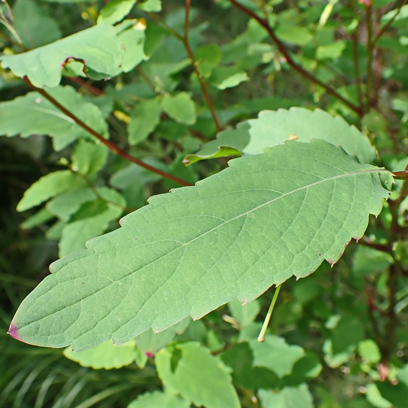 Изображение особи Impatiens maackii.