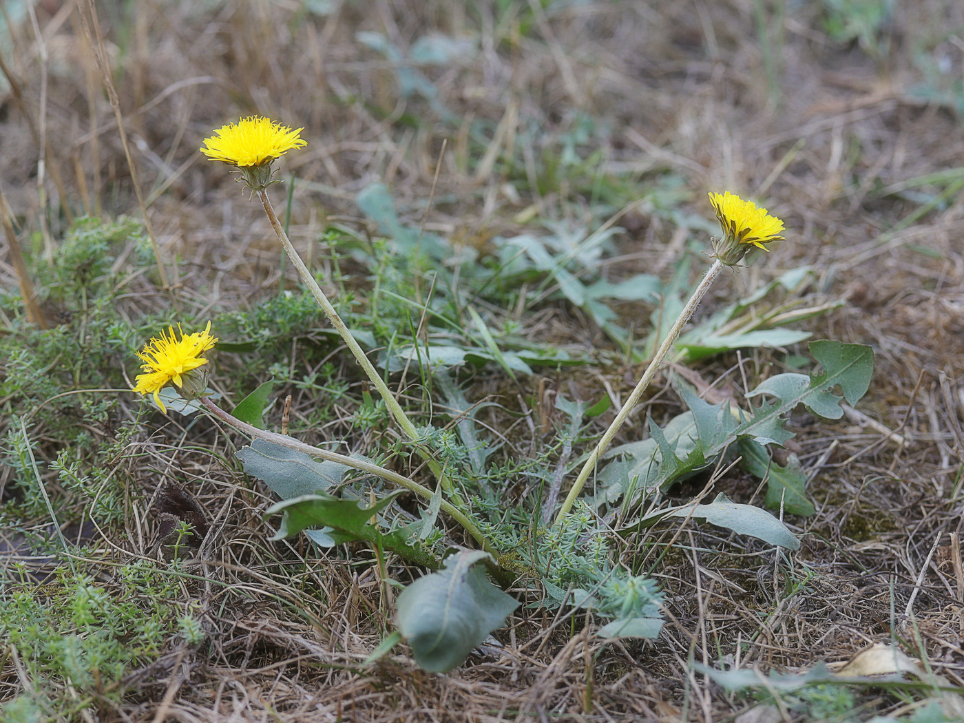 Image of Taraxacum serotinum specimen.