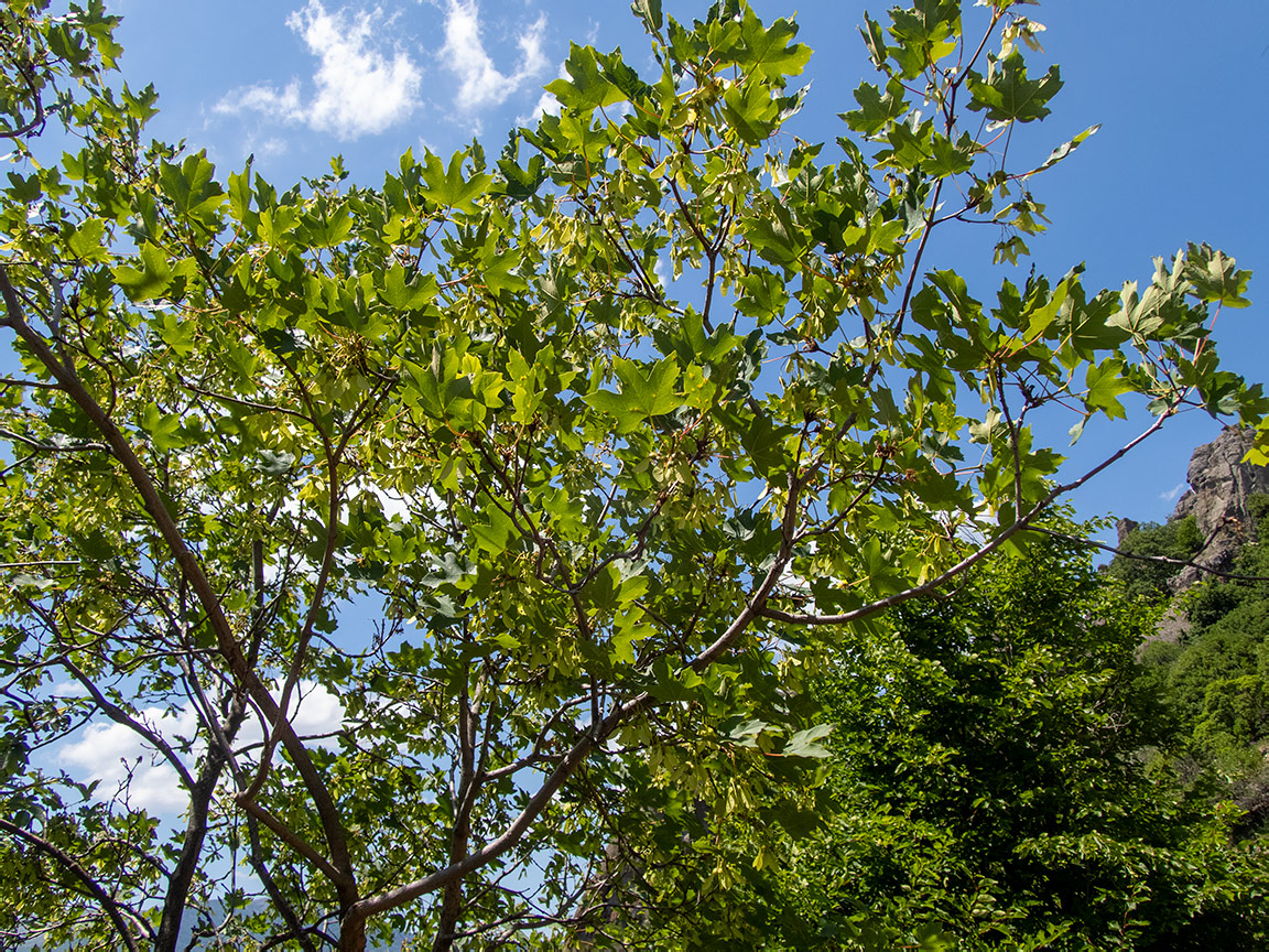 Image of Acer stevenii specimen.